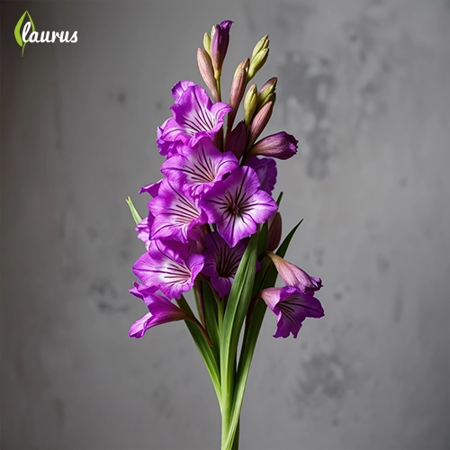 Gladiolus